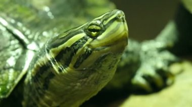 Yeşil Annam yaprak kaplumbaga başkanı