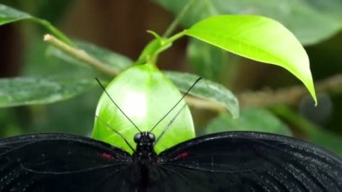 Geniş açık kanatlı kelebek