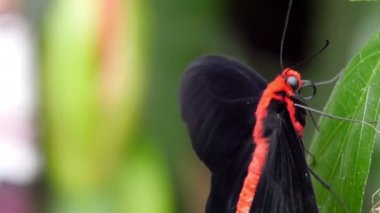 bir yaprak üzerinde benzersiz renkli kelebek