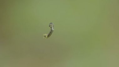 caterpillar hava ve wiggles üzerinde asılı