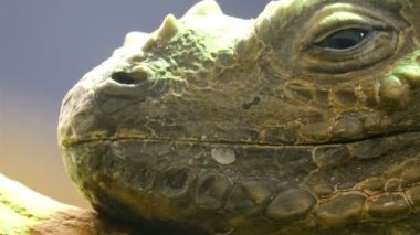 yüz ve başımızdakilerle iguana bir cam