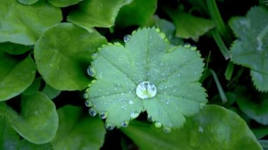 Yeşil Alchemilla vulgaris bitki