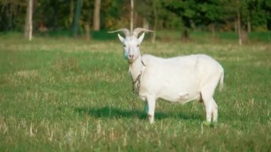 white domestic goat standing and chewing