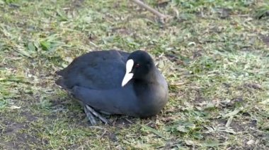 Küçük siyah Avrasya Sakarmeke