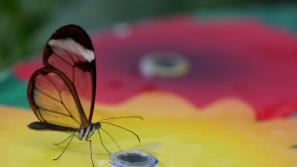 Διαφανή φτερωτό πεταλούδα — Αρχείο Βίντεο