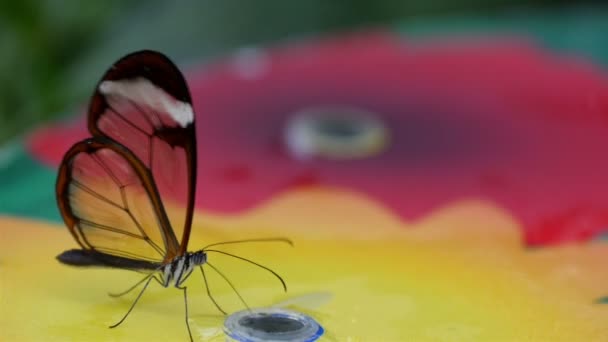 Borboleta alada transparente — Vídeo de Stock