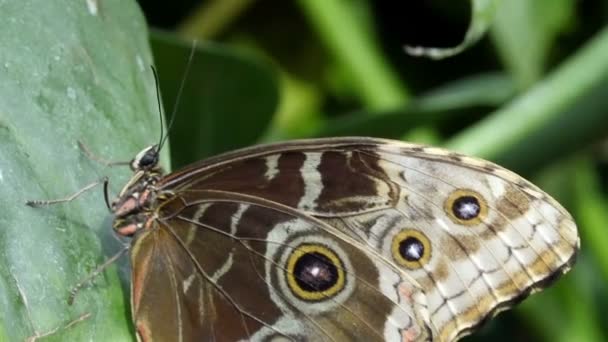 Brown met zwarte vlekken vlinder — Stockvideo