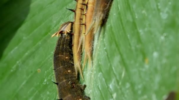 Polilla marrón negra sobre hoja verde — Vídeos de Stock