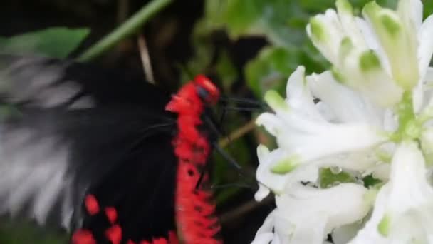 roter und schwarzer Schmetterling saugt Blume