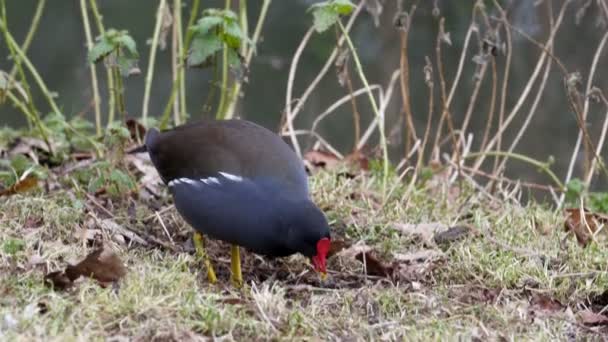 लाल सील कोट पक्षी काहीतरी पकडणे — स्टॉक व्हिडिओ