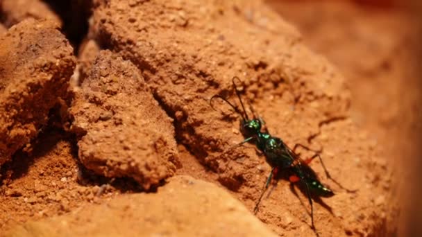 Emerald cockroach wasp crawling — Stock Video