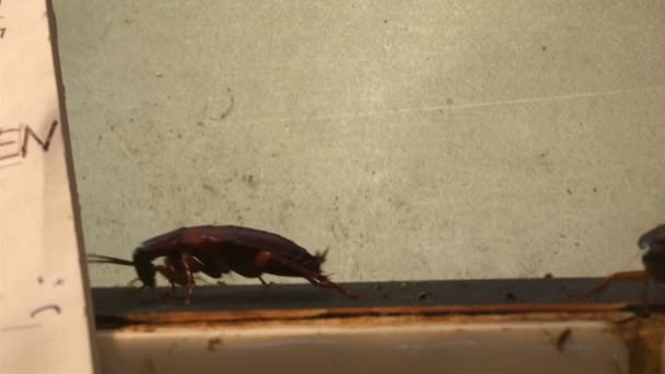 Three cockroaches crawling on the wall — Stock Video