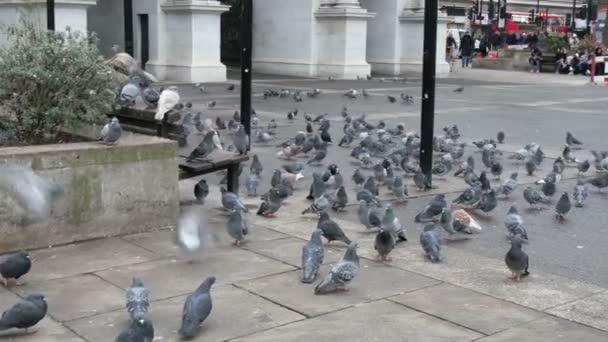 Bandada de palomas en el suelo — Vídeo de stock