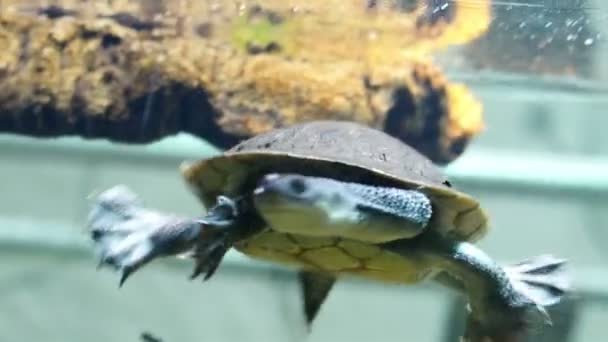 Grüne Schildkröte schwimmt im Wasser — Stockvideo
