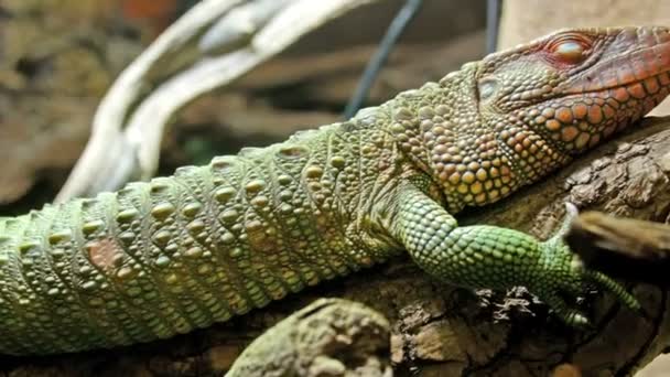 眠っている gecko や緑のトカゲ — ストック動画
