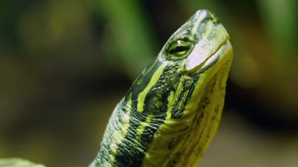 Annam yaprak kaplumbağa başkanı — Stok video