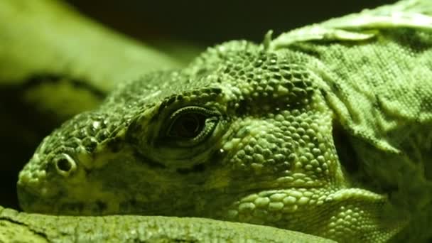 Zwarte ronde ogen van de Utila iguana — Stockvideo