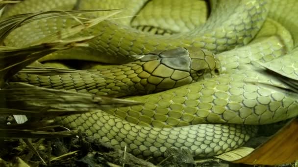 Green big king cobra — Stock Video