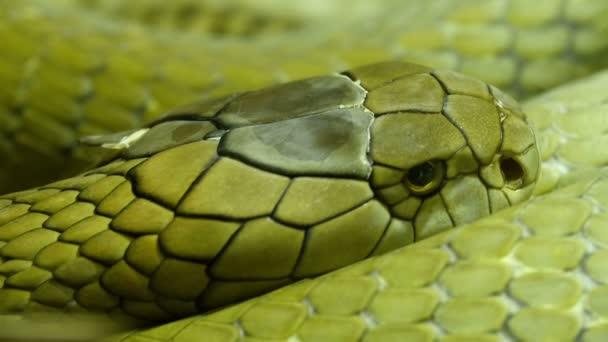 A king Cobra mérlegek — Stock videók