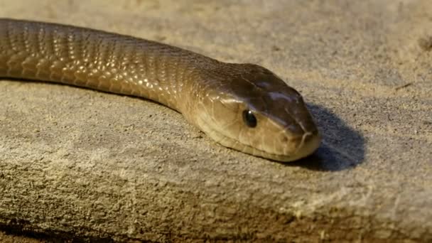 Scales of the black mamba snake — Stock Video