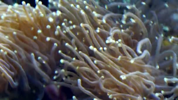 Deniz altında dalgalı mercan — Stok video