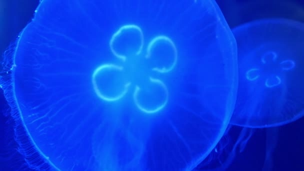 Парасольковий дзвіночок медуз — стокове відео
