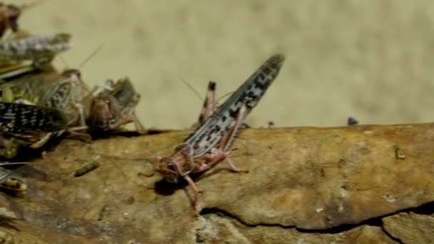 Manada de saltamontes marrones — Vídeo de stock