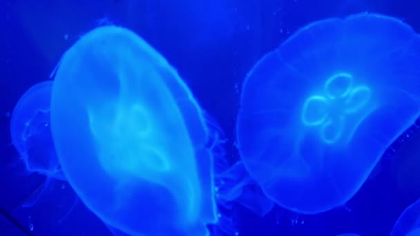 Málo jellyfishes plavání — Stock video