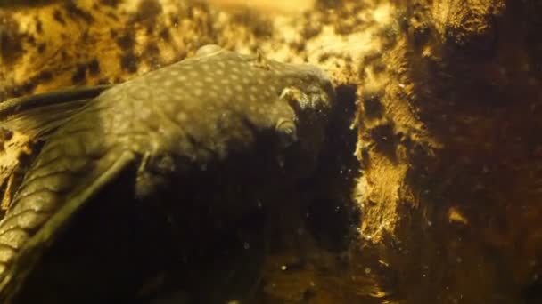 Puffer-achtige vis om iets in de koralen — Stockvideo