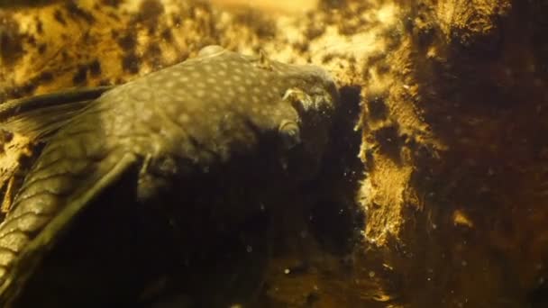 Peces hinchables que consiguen algo en los corales — Vídeos de Stock