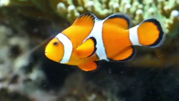 Μικρό clownfish κολυμπώντας στο νερό — Αρχείο Βίντεο
