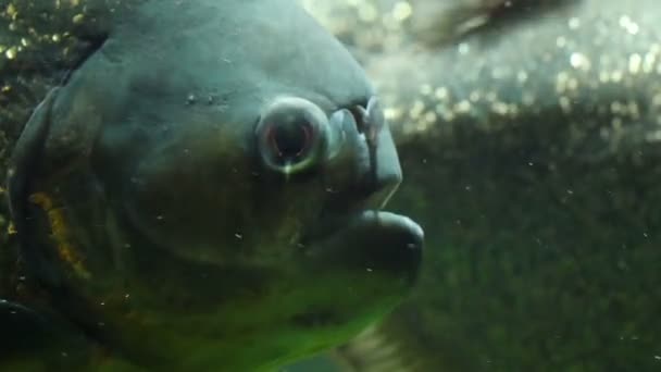 Geschwollenes Gesicht des blauen Fisches — Stockvideo