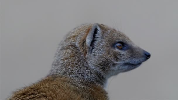 Pequeña mangosta mirando alrededor — Vídeos de Stock