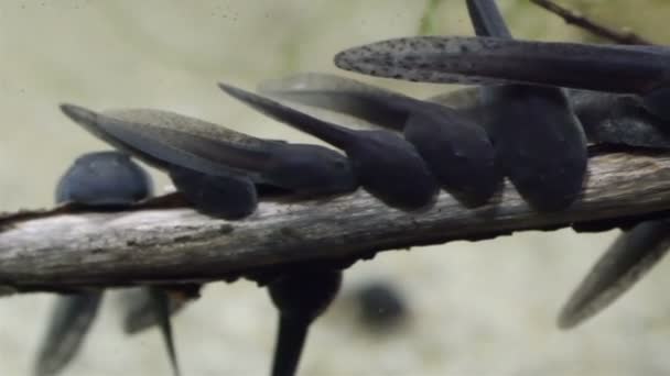 Pequeños renacuajos negros pegados a un palo — Vídeo de stock