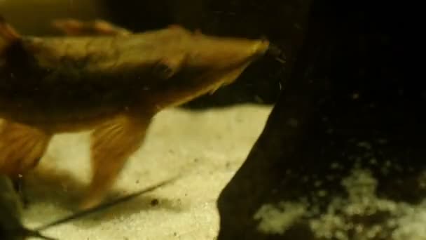 Коричневые длинные рыбы в аквариуме — стоковое видео