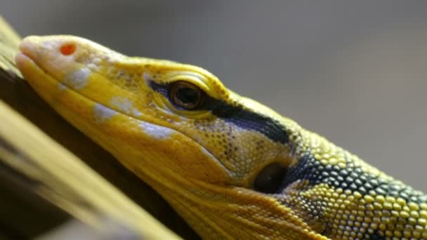 Lézard tacheté noir jaune 