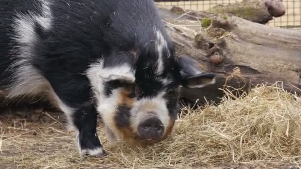 Wild zwijn gras eten — Stockvideo