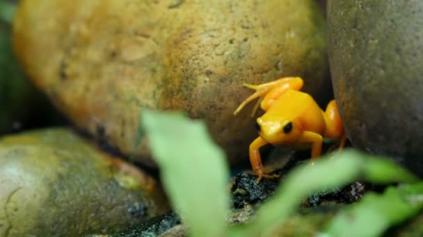 Tiny yellow shiny frog — Stock Video