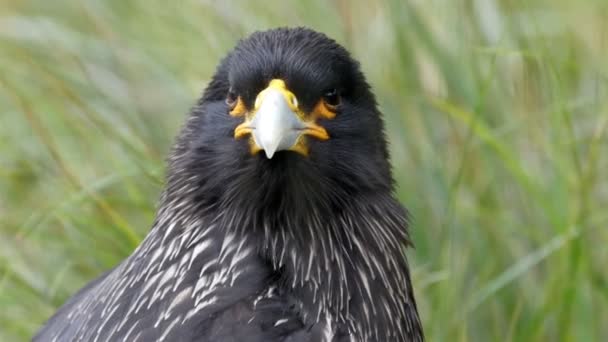 Svart Strimmig caracara fågel — Stockvideo