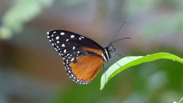 Papillon orange noir avec des taches blanches — Video