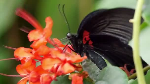 Mariposa negra encima de una flor naranja — Vídeo de stock