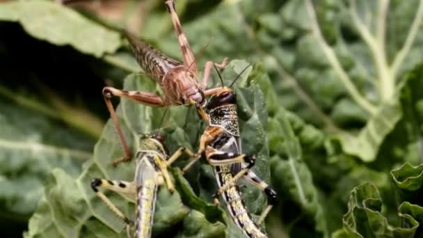 Drie grote sprinkhanen — Stockvideo