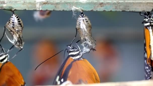 Pequeño pupas se convierte en mariposas — Vídeo de stock