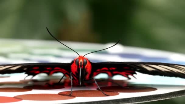 入れ子に滞在する蝶のプレート — ストック動画