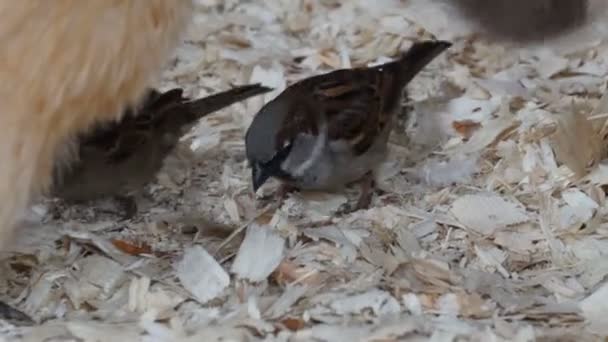 Three small sparrows — Stock Video