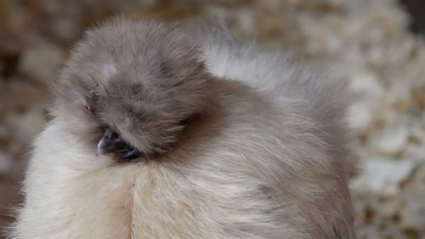 Kind of silkie chicken with white feathers — Stock Video