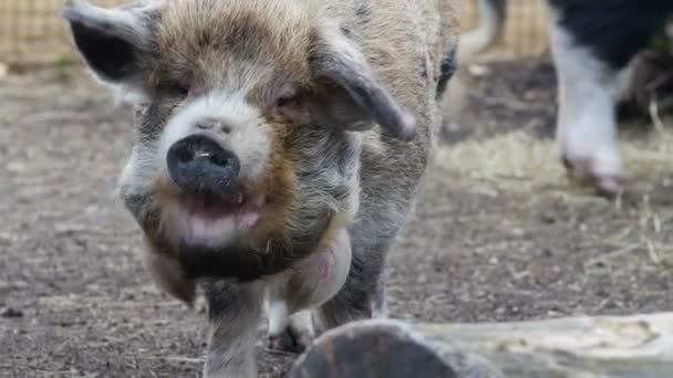 Kıllı yaban domuzu gıdalar yeme — Stok video