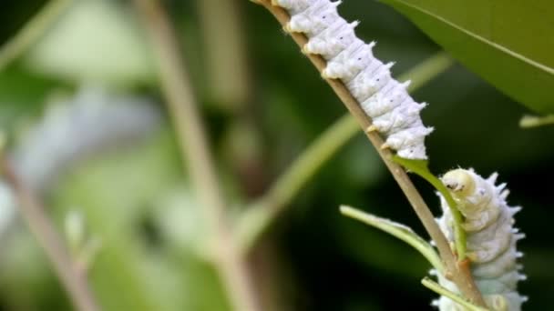 Catepillars in het gras eten — Stockvideo