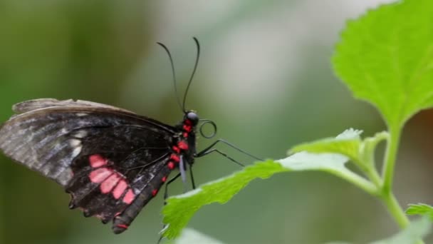 Farfalla con lunga antenna seduta su foglia — Video Stock