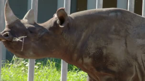 Eating brown rhinoceros walking on the grass — Stock Video